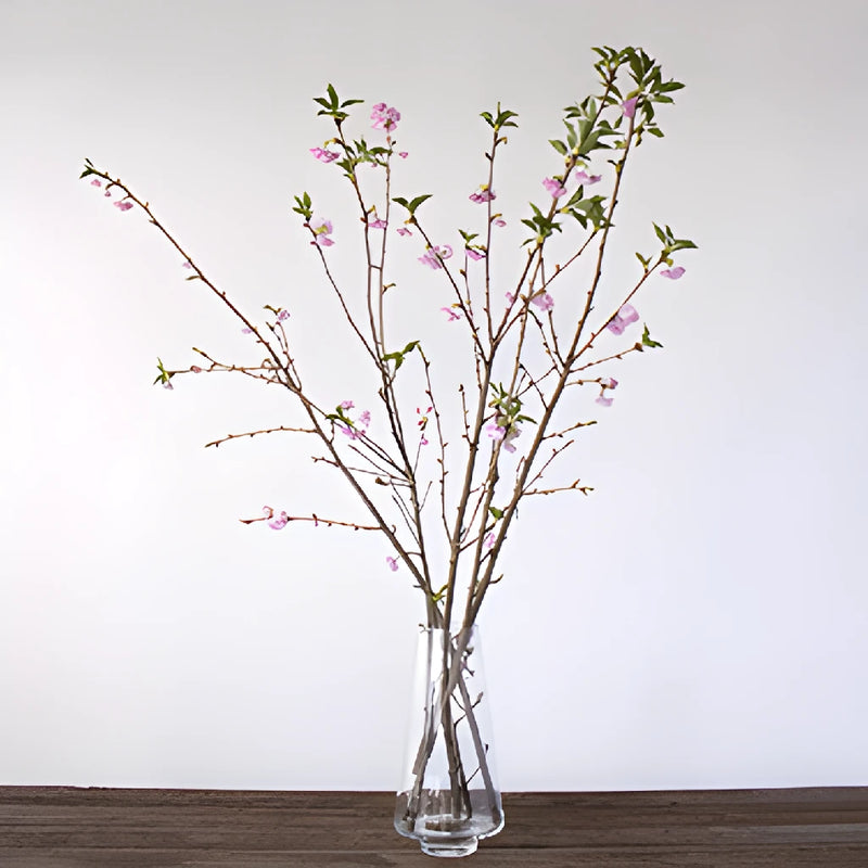 Pink Almond Flower Branches In a Vase