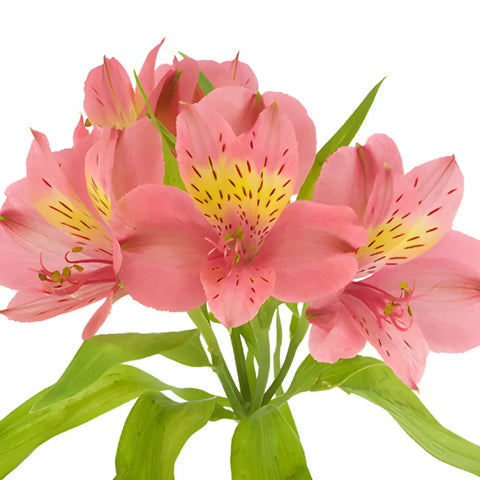 Pink And Yellow Peruvian Lily Flower Apron - Image