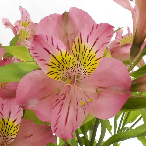 Pink And Yellow Peruvian Lily Flower Close Up - Image