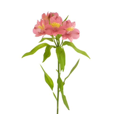 Pink And Yellow Peruvian Lily Flower Stem - Image