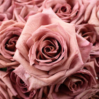 Pink Barista Rose Flowers Up Close