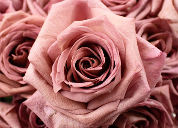 Pink Barista Rose Flowers Up Close