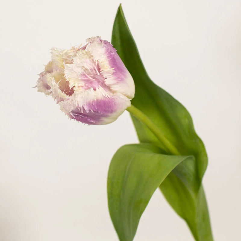 Pink Bell Fringed Tulips Stem - Image