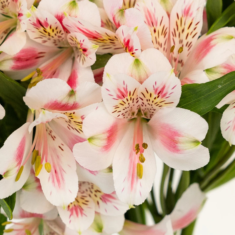 Pink Blush Peruvian Lilies Flower Close Up - Image