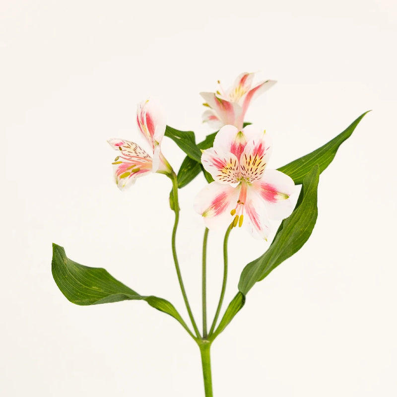 Pink Blush Peruvian Lilies Flower Stem - Image