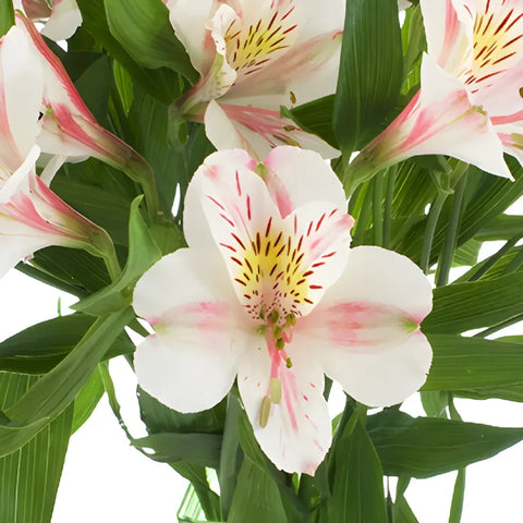 Pink Blush Peruvian Lilies Flower Vase - Image