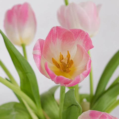 Pink Bulk Tulips Close Up - Image