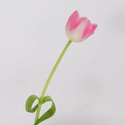 Pink Bulk Tulips Stem - Image
