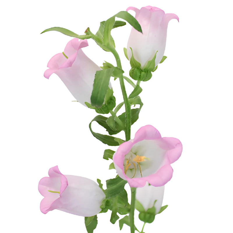 Pink Campanula Bellflowers