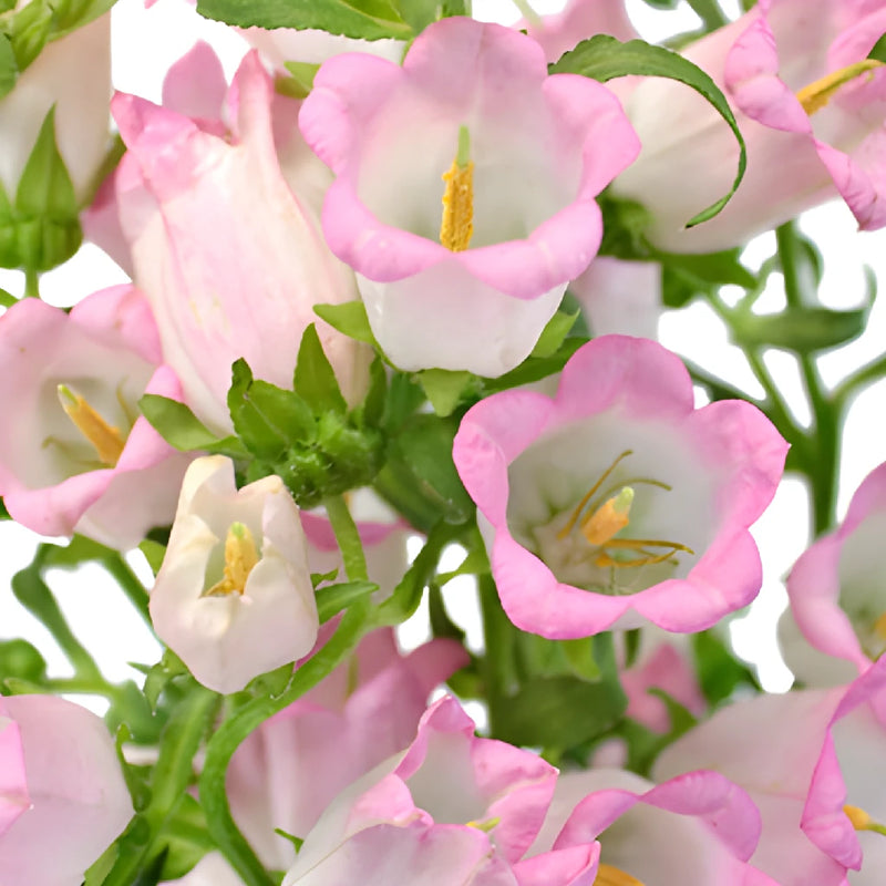 Pink Campanula Bellflowers