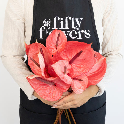 anthurium florist & gifts Buy Wholesale Pink Candy Anthurium Flower in Bulk