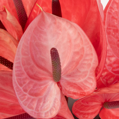 anthurium candy corn Buy Wholesale Pink Candy Anthurium Flower in Bulk