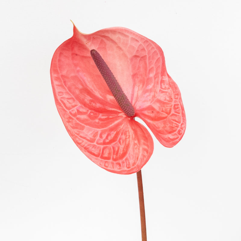 anthurium candy corn Buy Wholesale Pink Candy Anthurium Flower in Bulk