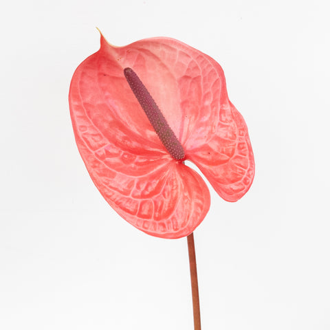 Pink Candy Anthurium Flower Stem - Image