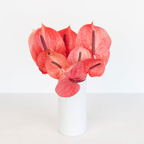 Pink Candy Anthurium Flower Vase - Image