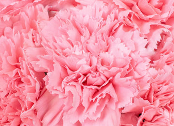 Pink Carnation Flower Up Close