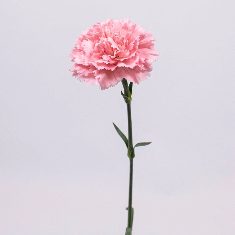 Pink Carnation Flower Stem