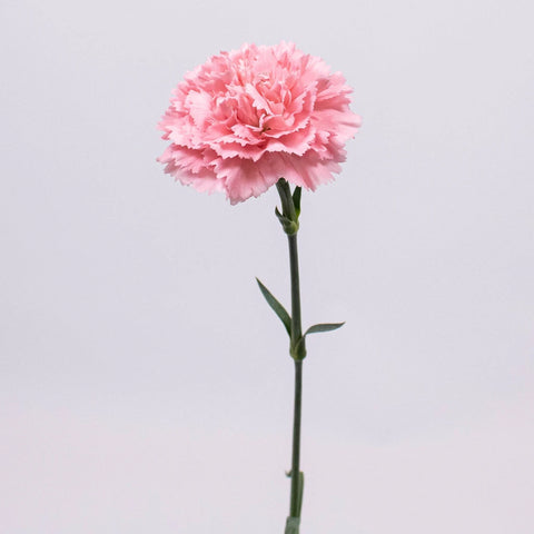 Pink Carnation Flower Stem
