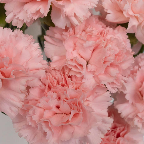 Pink Carnations Valentines Day Special Close Up - Image