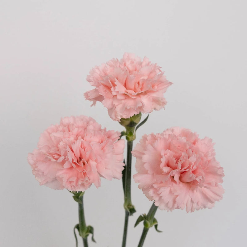 Pink Carnations Valentines Day Special Stem - Image