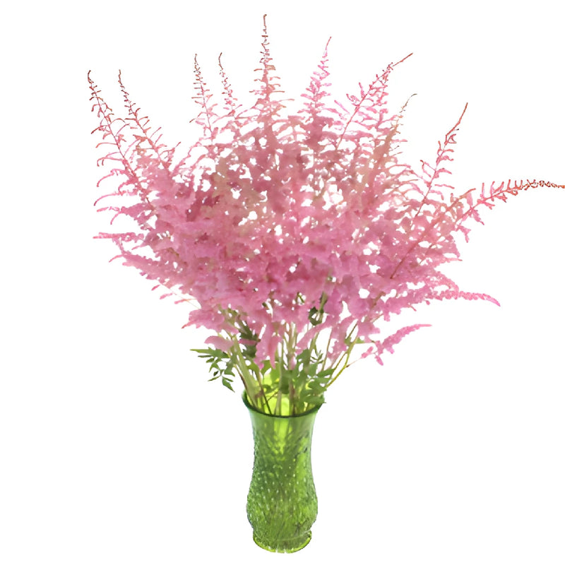 Pink Astilbe Texture Flower May to October
