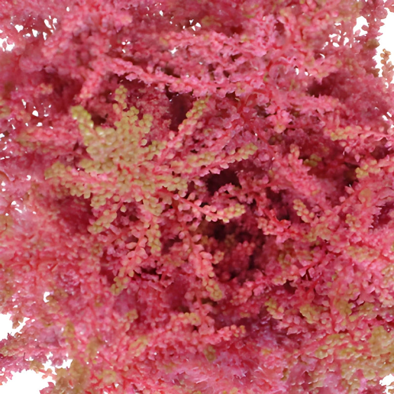 Pink Astilbe Texture Flower May to October