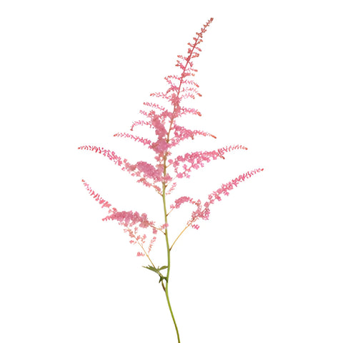 Pink Astilbe Texture Flower May to October