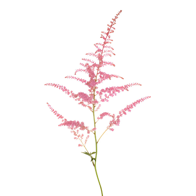 Pink Astilbe Texture Flower May to October