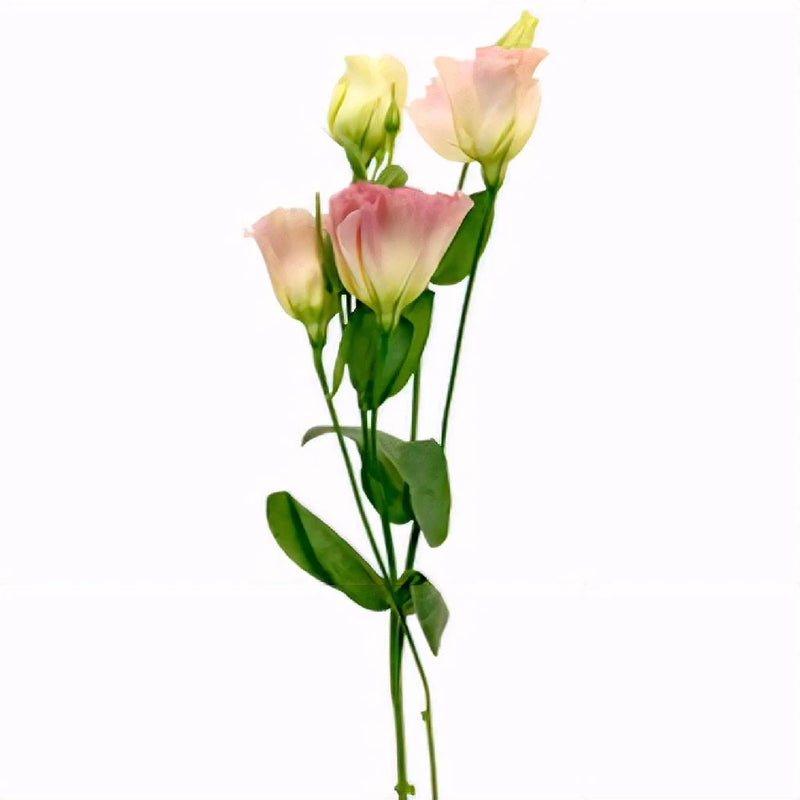 Pink Champagne Lisianthus Flower Stem - Image