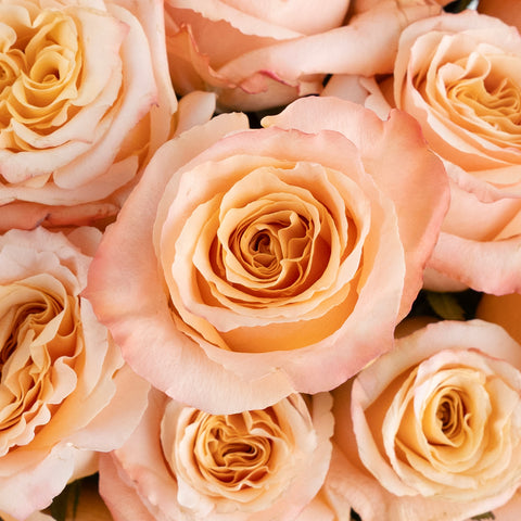 Pink Champagne Shimmer Bulk Rose Close Up - Image