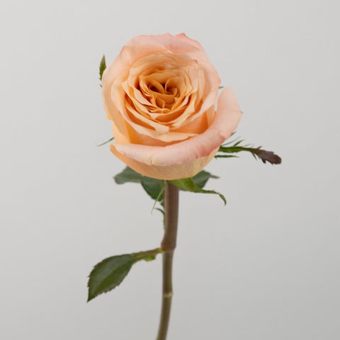 Pink Champagne Shimmer Bulk Rose Stem - Image