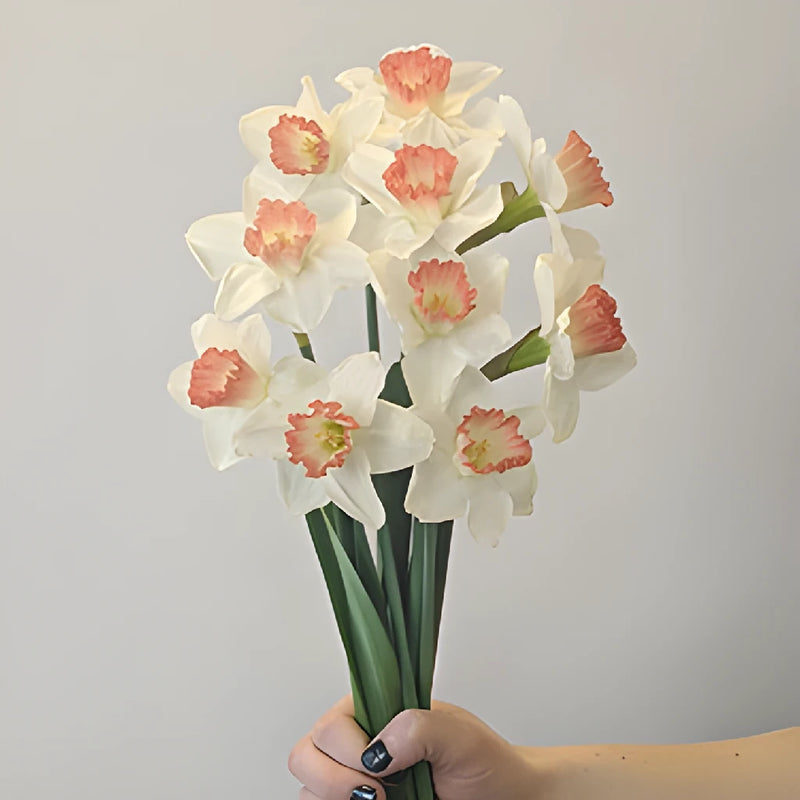 White and Pink Tropical Daffodils