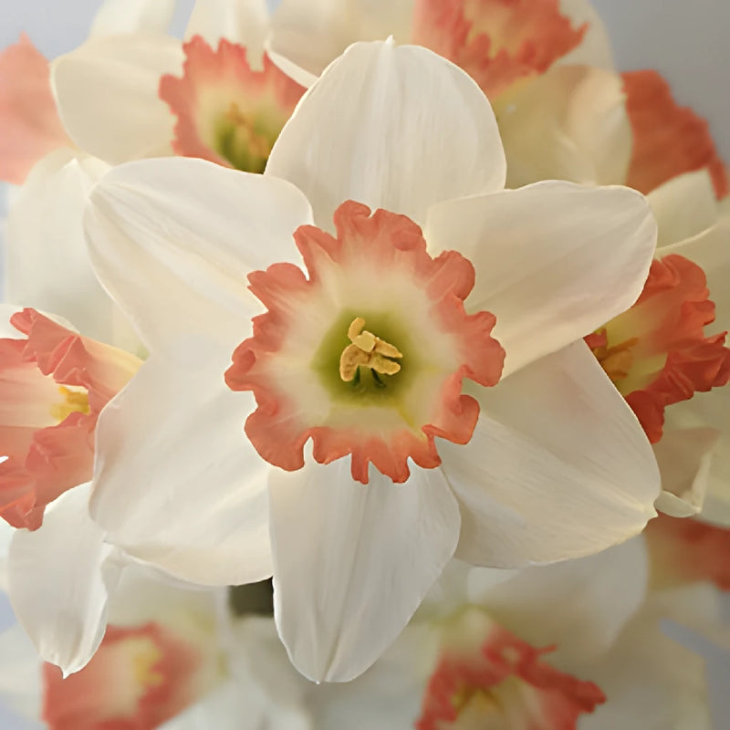 White and Pink Tropical Daffodils