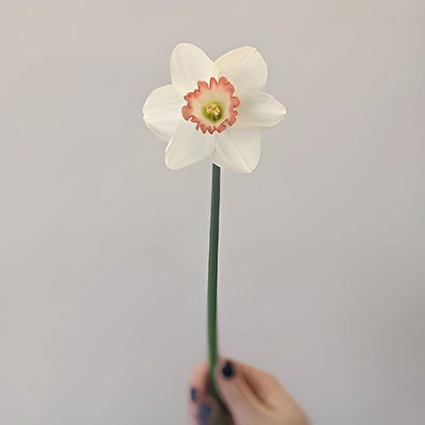 White and Pink Tropical Daffodils