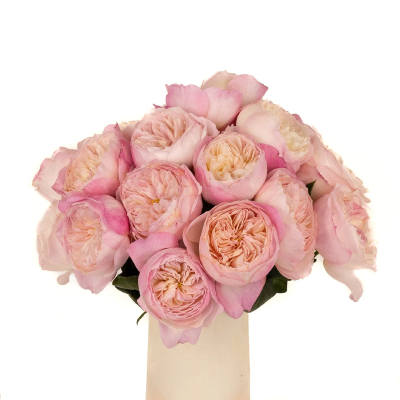 Pink Cloud David Austin Constance Garden Rose Vase - Image