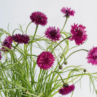 Pink Cornflowers Close Up - Image