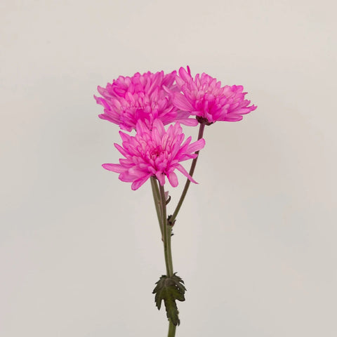 Pink Cushion Bulk Enhanced Flower Stem - Image