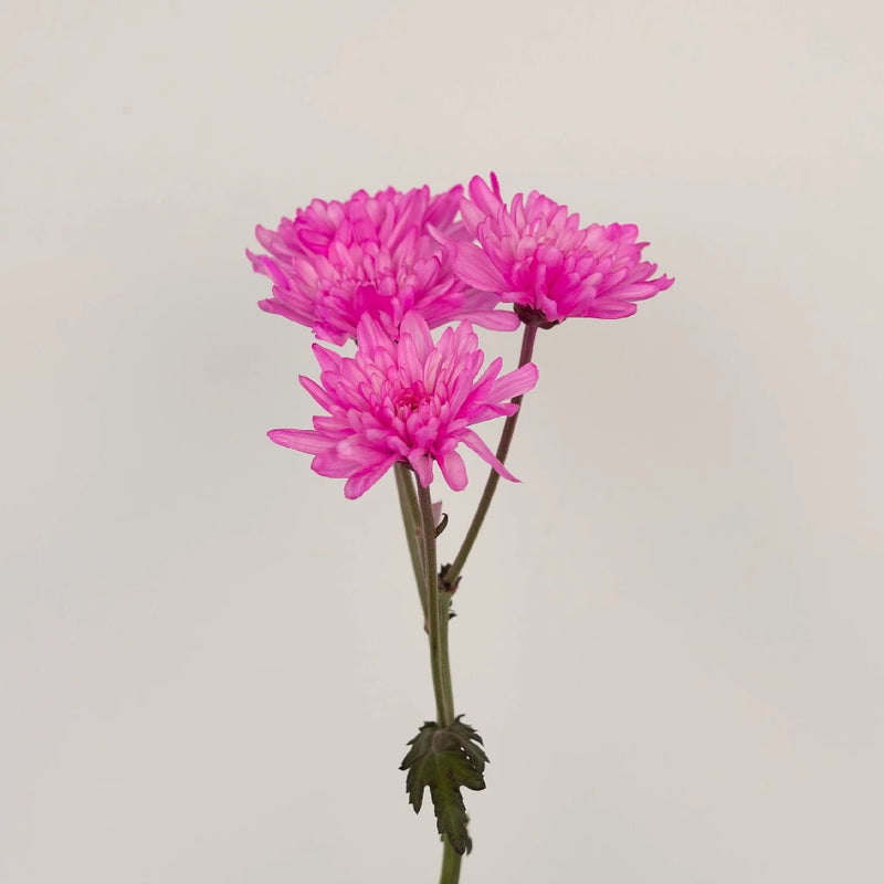 Pink Cushion Bulk Enhanced Flower Stem - Image