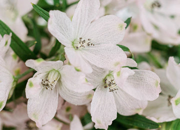 Delphinium Pink Wholesale Flowers Up Close