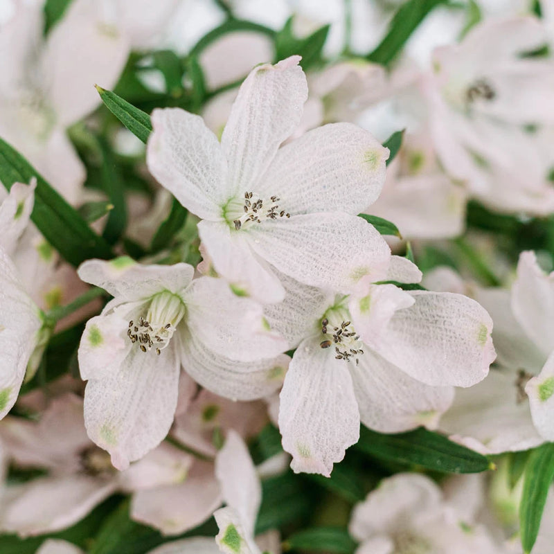 Delphinium Pink Wholesale Flowers Up Close
