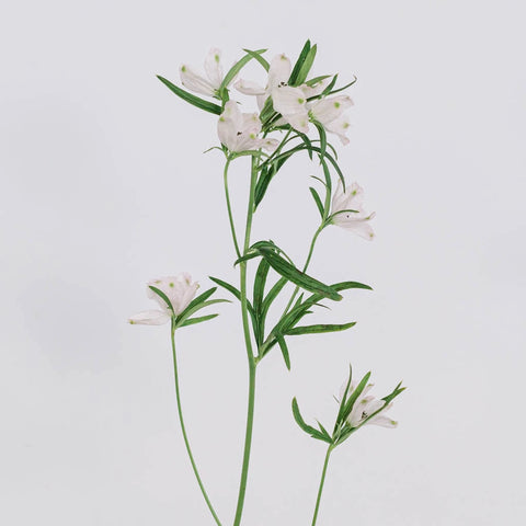 Pink Delphinium Flower Stem