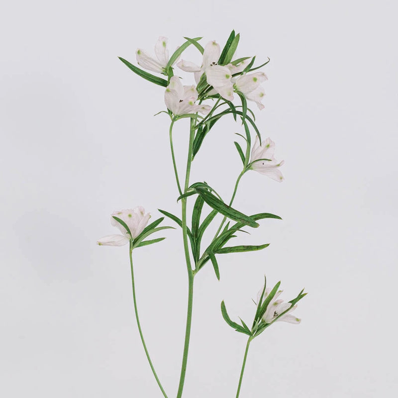 Pink Delphinium Flower Stem