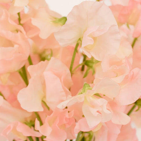 Pink Designer Japanese Sweet Peas Close Up - Image