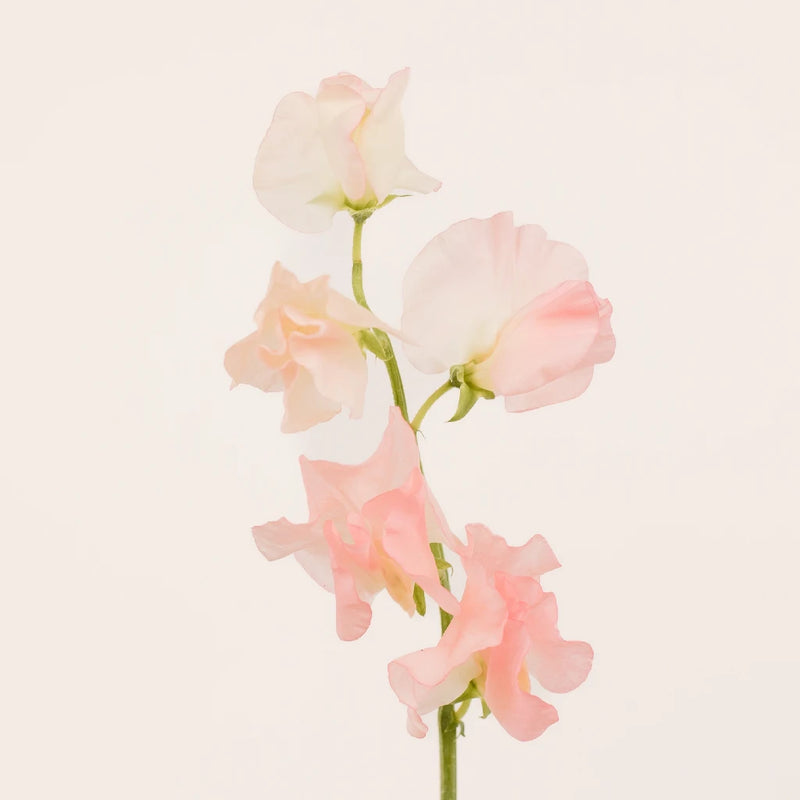 Pink Designer Japanese Sweet Peas Stem - Image