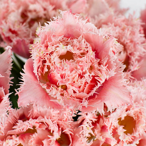 Pink Double Fringed Tulip Flower Up Close