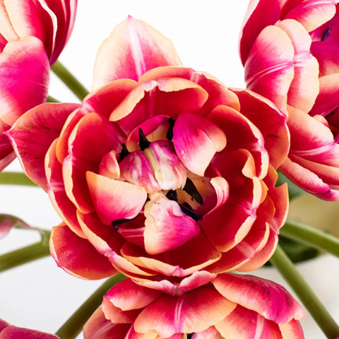 Pink Bliss Double Tulip Flower Up Close