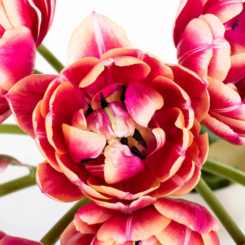 Pink Bliss Double Tulip Flower Up Close