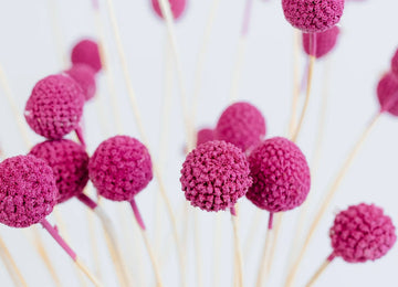 Pink Dried Craspedia Billy Ball Close Up - Image