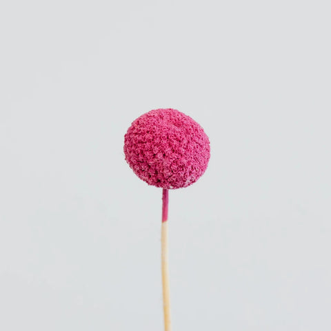 Pink Dried Craspedia Billy Ball Stem - Image