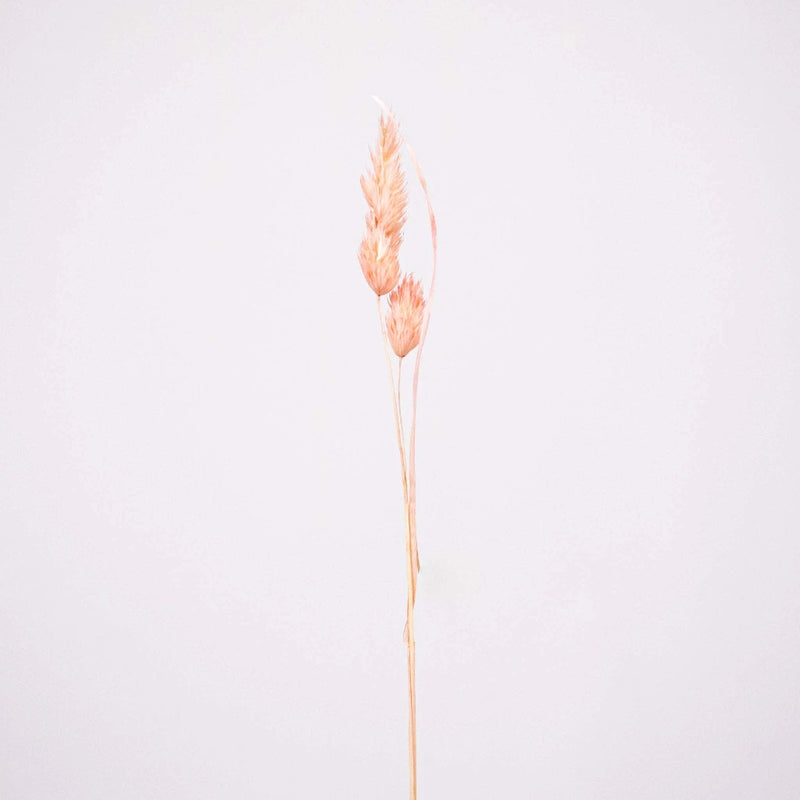 Pink Dried Orchad Flower Stem
